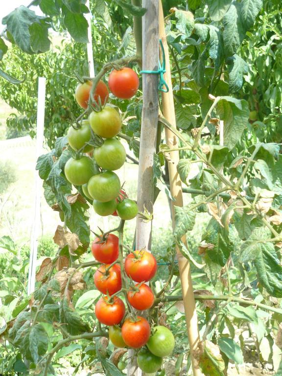 Agriturismo Il Bacucco Montecarotto Eksteriør billede