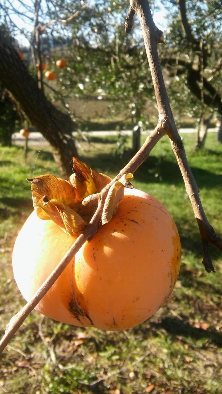 Agriturismo Il Bacucco Montecarotto Eksteriør billede